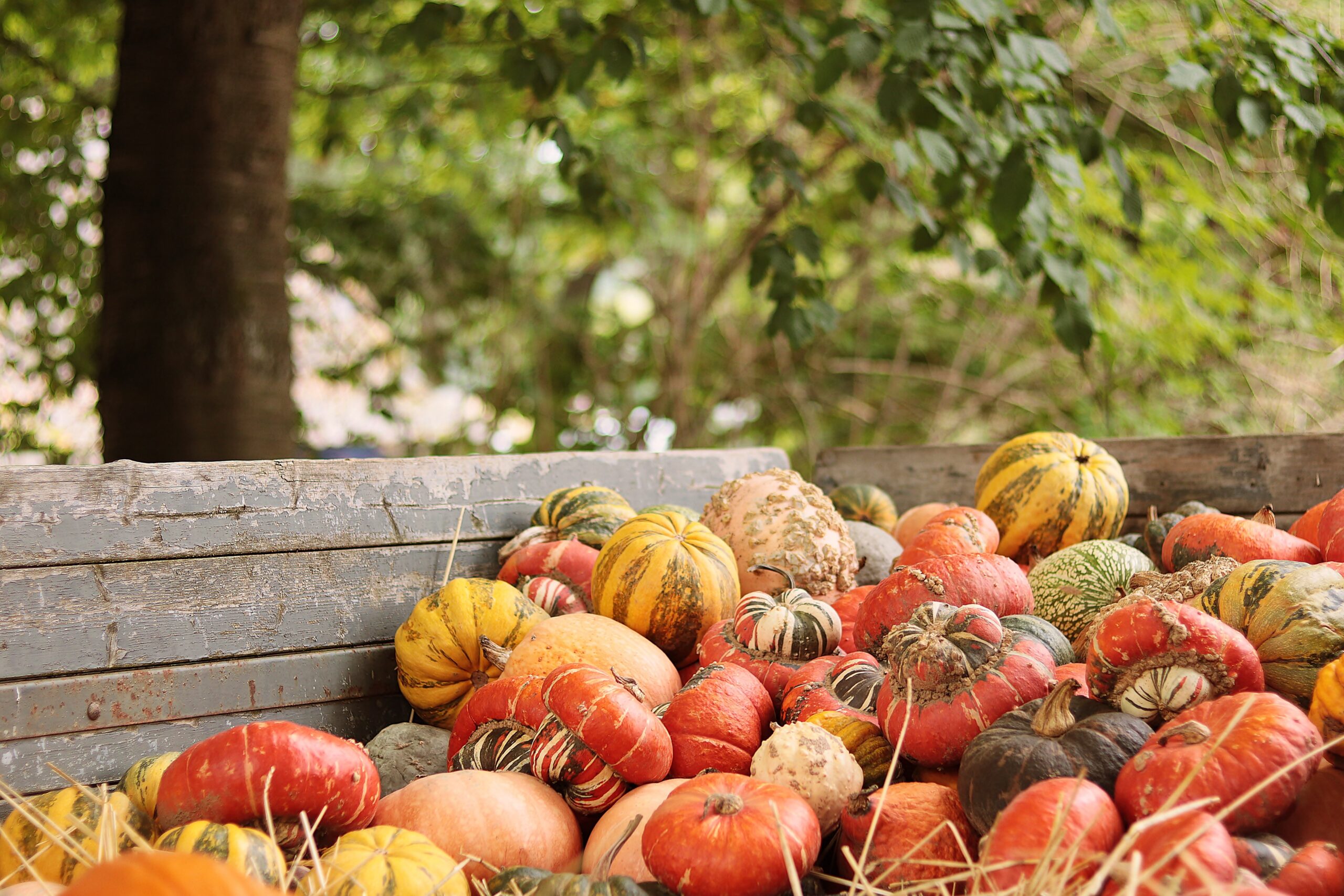 Fall in Wimberley, TX: Pumpkin Patches, Halloween Events, Fall Festivals & Things to Do in 2026